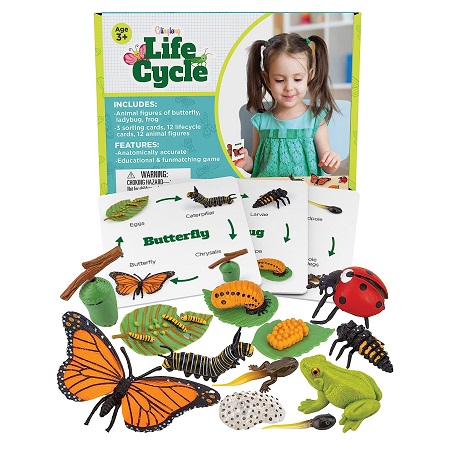 GLINGLONG Life Cycle Kit Toy Montessori – Realistic Figurine Toys