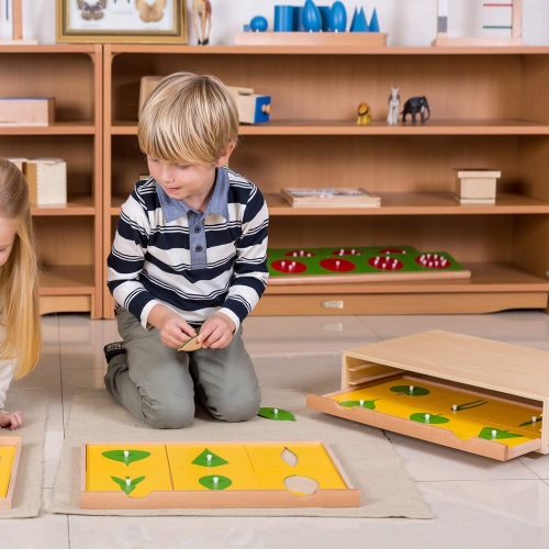 Child using a montessori botany cabinet drawer in a montessori classroom