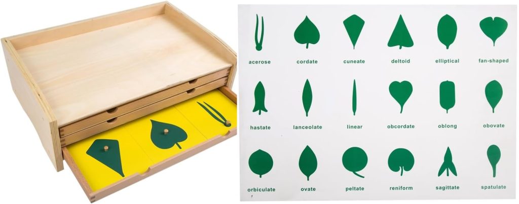 what is a montessori botany cabinet